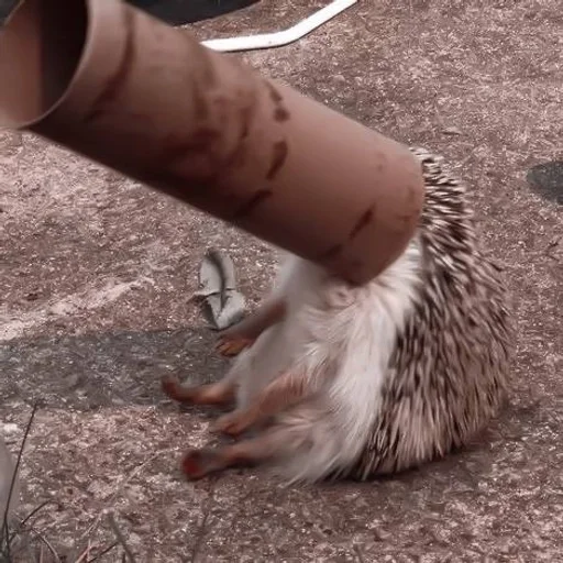 ground hedgehog outdoor