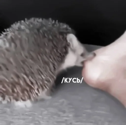 hedgehog porcupine erinaceidae