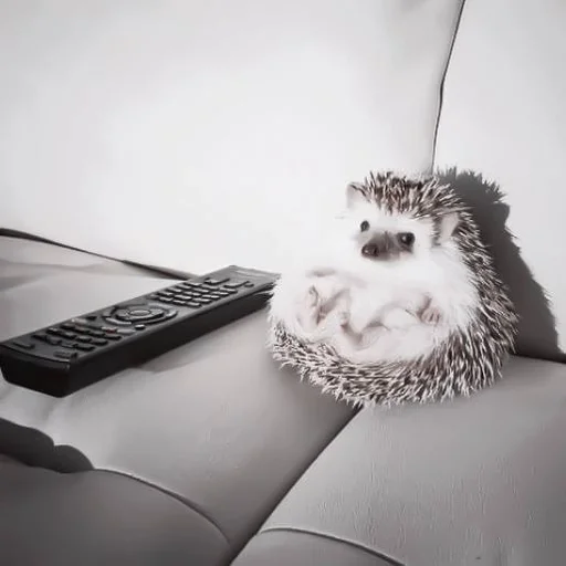 :;ёжики♡ :: @fStikBot - animal