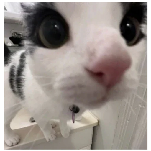 кир и палина - 