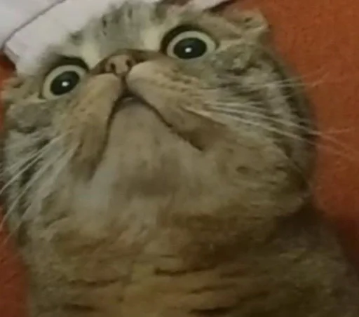 Sticker Мемы от Киры 3 :: @fStikBot - 0