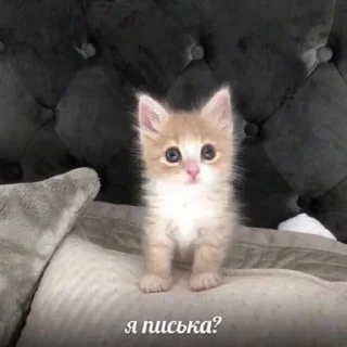 Стикер Kirblyyya - 11