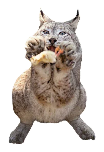 Sticker KisaStickersPack - 1