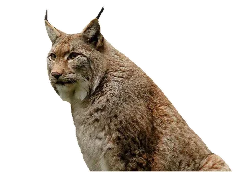 Sticker KisaStickersPack - 1