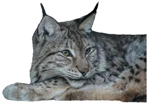 Sticker KisaStickersPack - 1