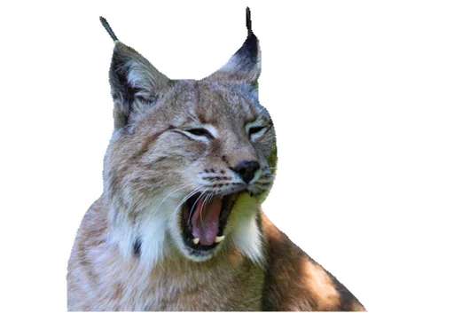 Sticker KisaStickersPack - 1