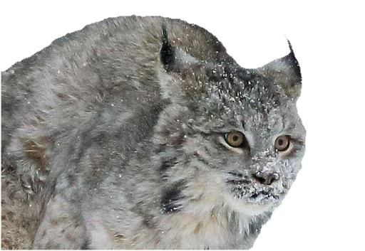 Стикер KisaStickersPack - 1