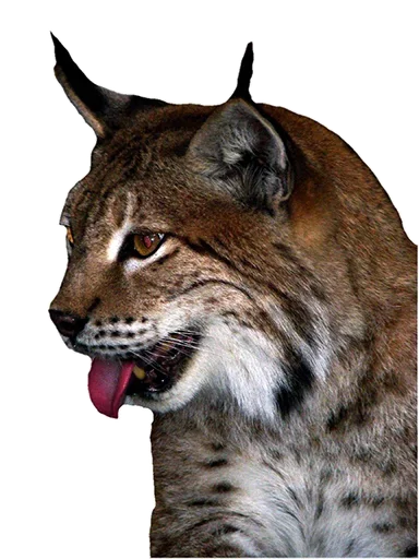 Sticker KisaStickersPack - 1