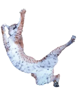 Sticker Cat family @stickersb2b - 6