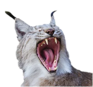 Sticker Cat family @stickersb2b - 5