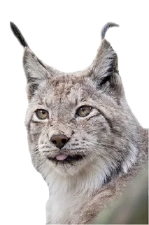 Sticker Cat family @stickersb2b - 11