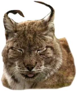 Sticker Cat family @stickersb2b - 8