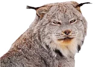 Sticker Cat family @stickersb2b - 4