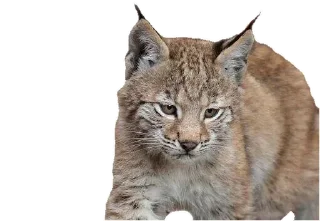 Sticker Cat family @stickersb2b - 1