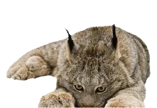 Sticker Cat family @stickersb2b - 9