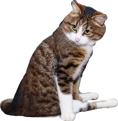 Стикер KisaaaR - 1