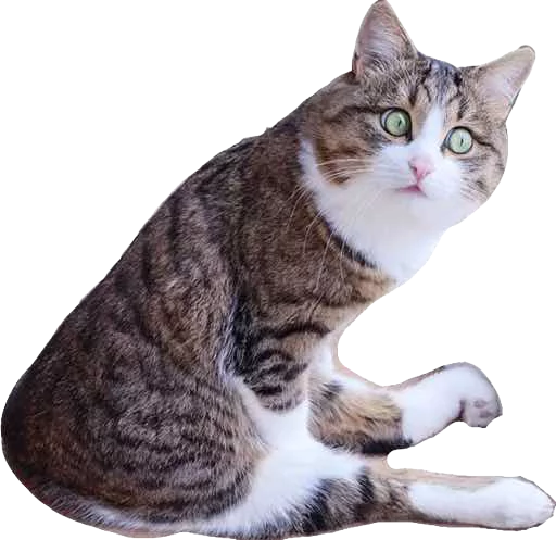 Стикер KisaaaR - 1