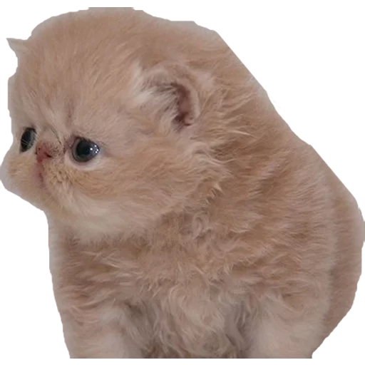 млекопитающее животное кошка