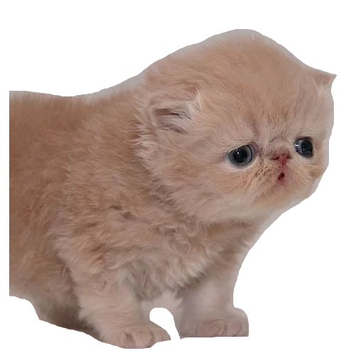 животное млекопитающее кошка