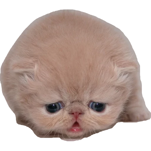 животное млекопитающее кошка