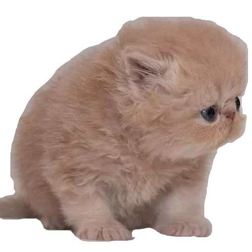 млекопитающее животное кошка