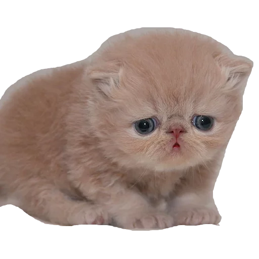 животное кошка млекопитающее