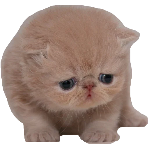 животное млекопитающее кошка