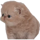 Кисик - животное