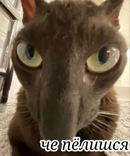 Стикер Кисики - 7