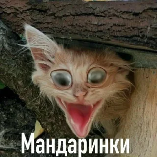 Стикер Кисики - 4