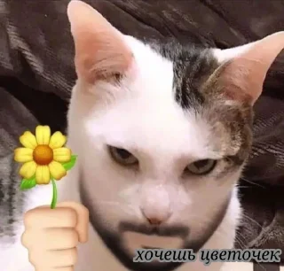 Стикер Кисики - 0