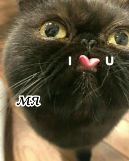 Стикер Кисики - 8