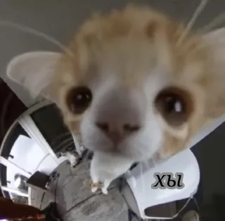 Стикер Кисики - 6