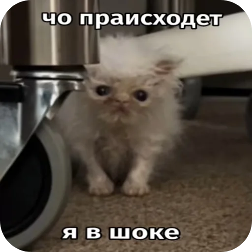 Sticker Kiski8269 - 1