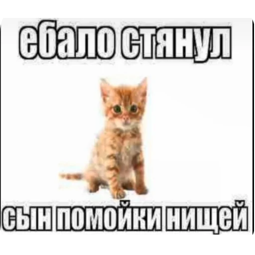 Sticker Kiski8269 - 1