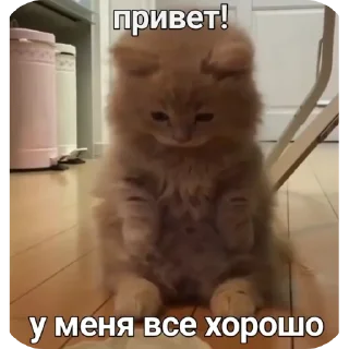 Sticker Киски - 9