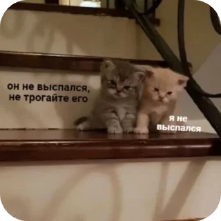 Sticker Киски - 11