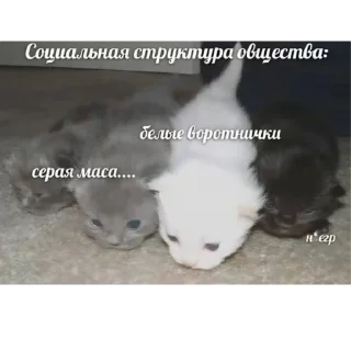 Sticker Киски - 1