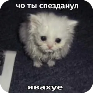 Sticker Киски - 7