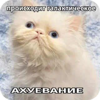 Sticker Киски - 10