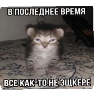 Sticker Киски - 5