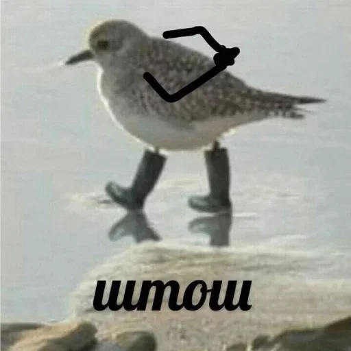 aquatic bird bird animal