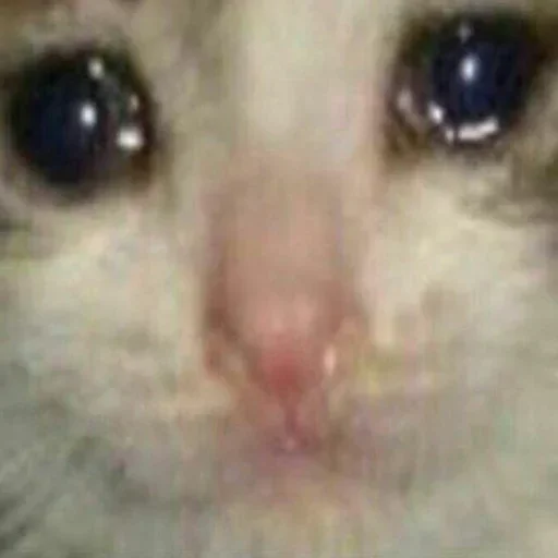 mammal animal domestic cat