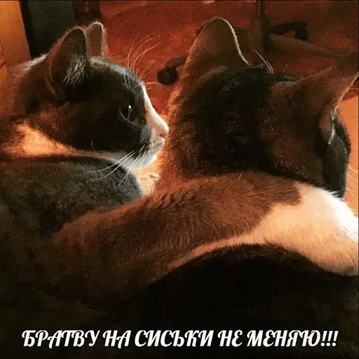 animal mammal small to medium-sized cats