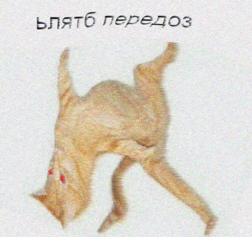 sketch animal mammal