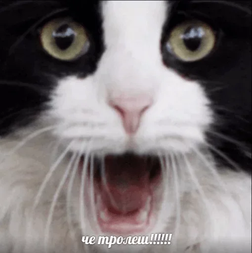 mammal animal whiskers