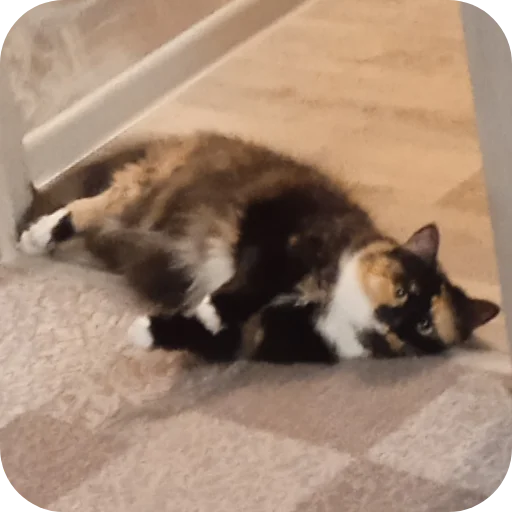 Стикер Kisska7 - 1