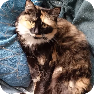 Стикер Kisska - 4