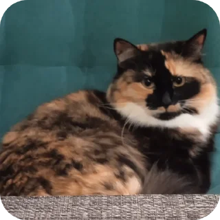 Стикер Kisska - 2