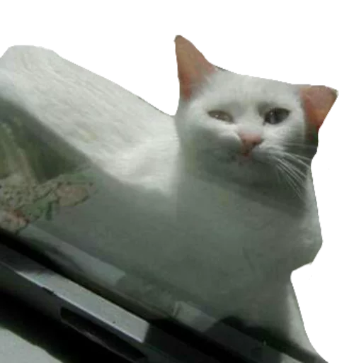 кошки малого и среднего размера СМС кошачьи